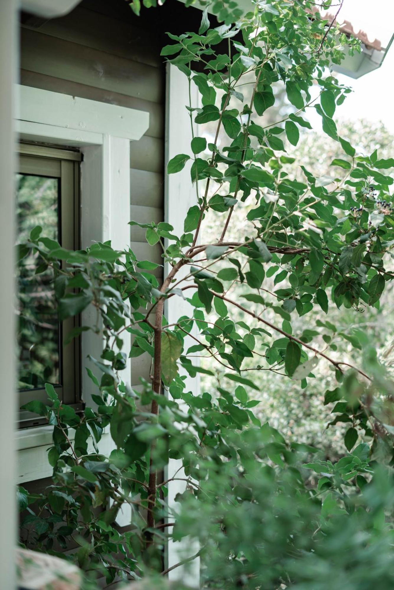 Live In The Woods Villa Mikhmannim Екстериор снимка